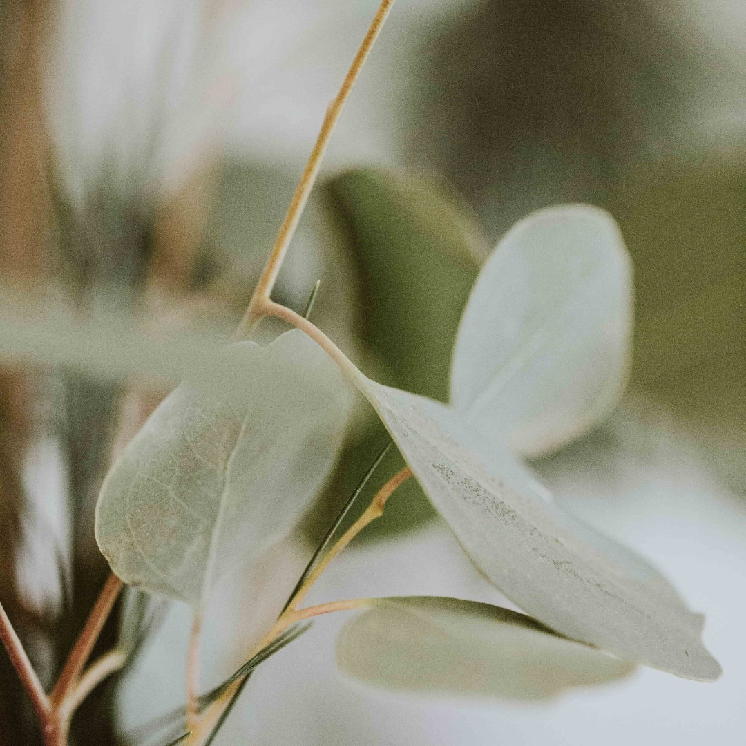 Sustainable Eucalyptus plant showing what Lyocel is made from